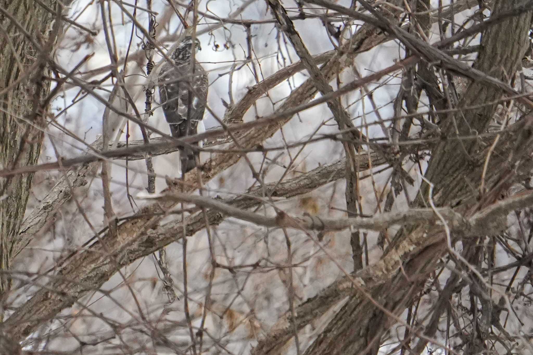 Eastern Buzzard