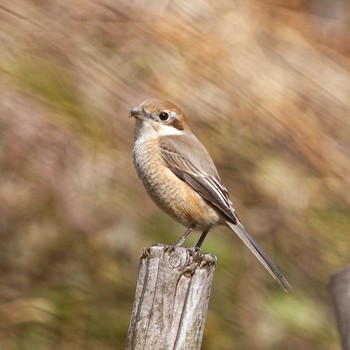 Sun, 2/11/2018 Birding report at 本巣市文殊ノ森