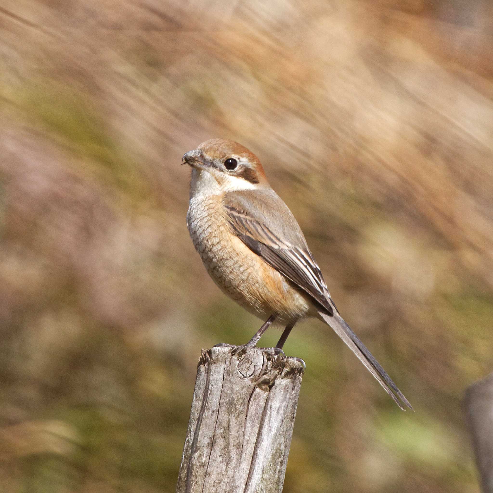 Bull-headed Shrike