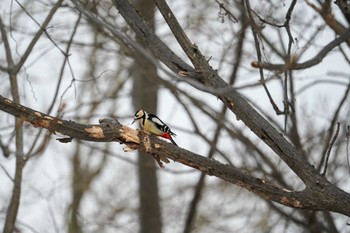 Great Spotted Woodpecker(japonicus) 宮丘公園(札幌市西区) Sat, 12/30/2023