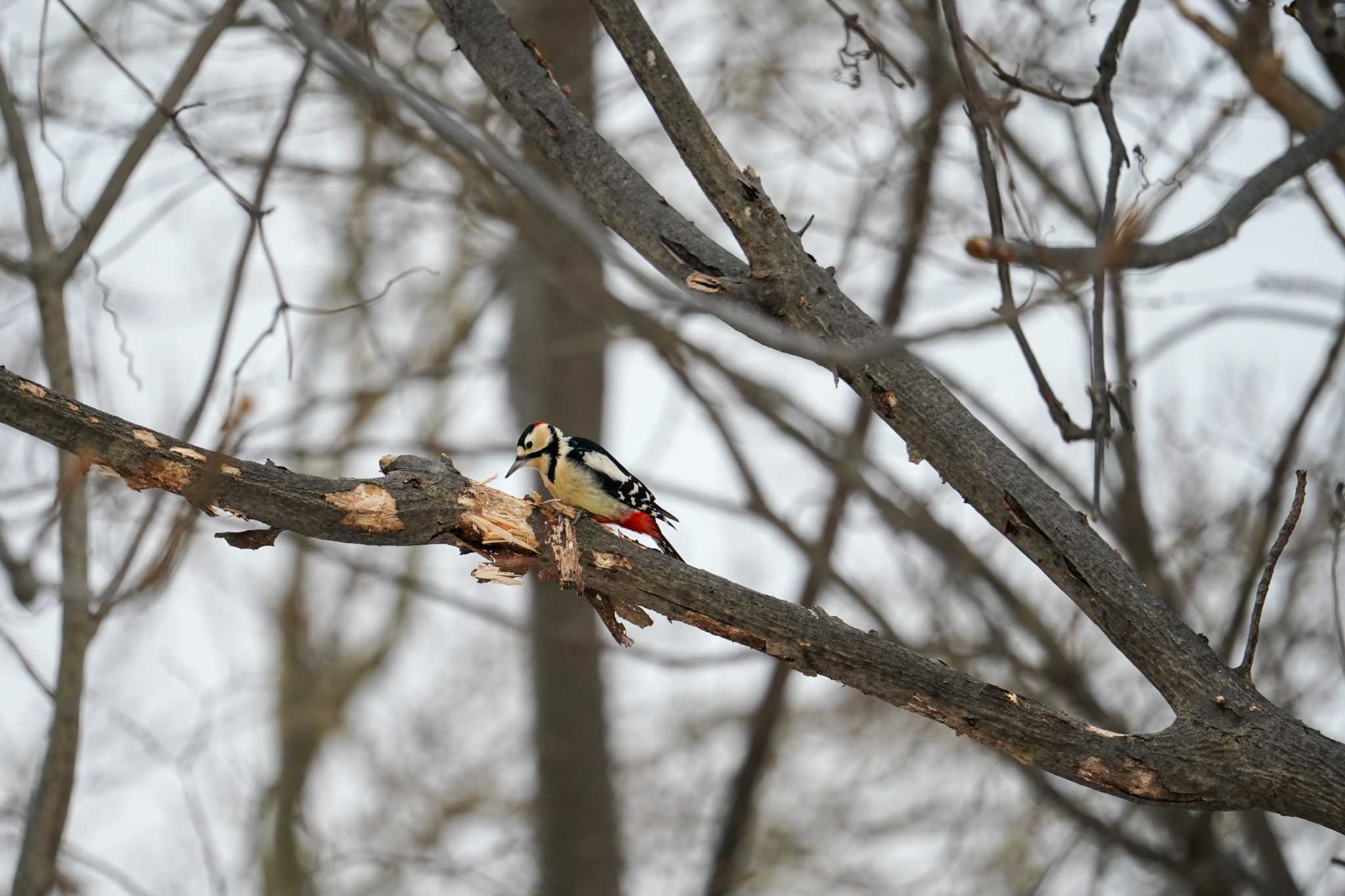 Great Spotted Woodpecker(japonicus)