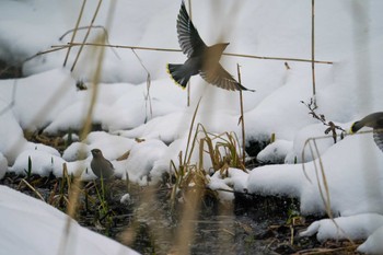 Bohemian Waxwing 左股川緑地(札幌市西区) Sat, 12/30/2023