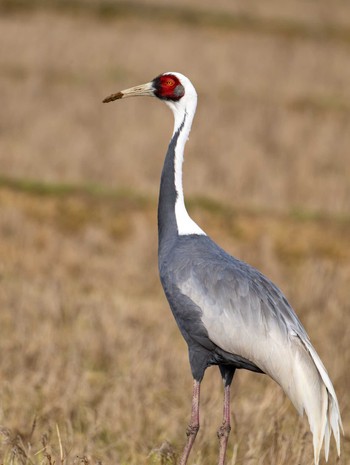 White-naped Crane Izumi Crane Observation Center Fri, 12/29/2023