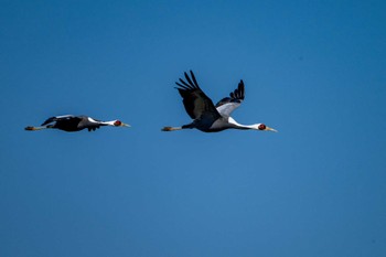 White-naped Crane Izumi Crane Observation Center Fri, 12/29/2023