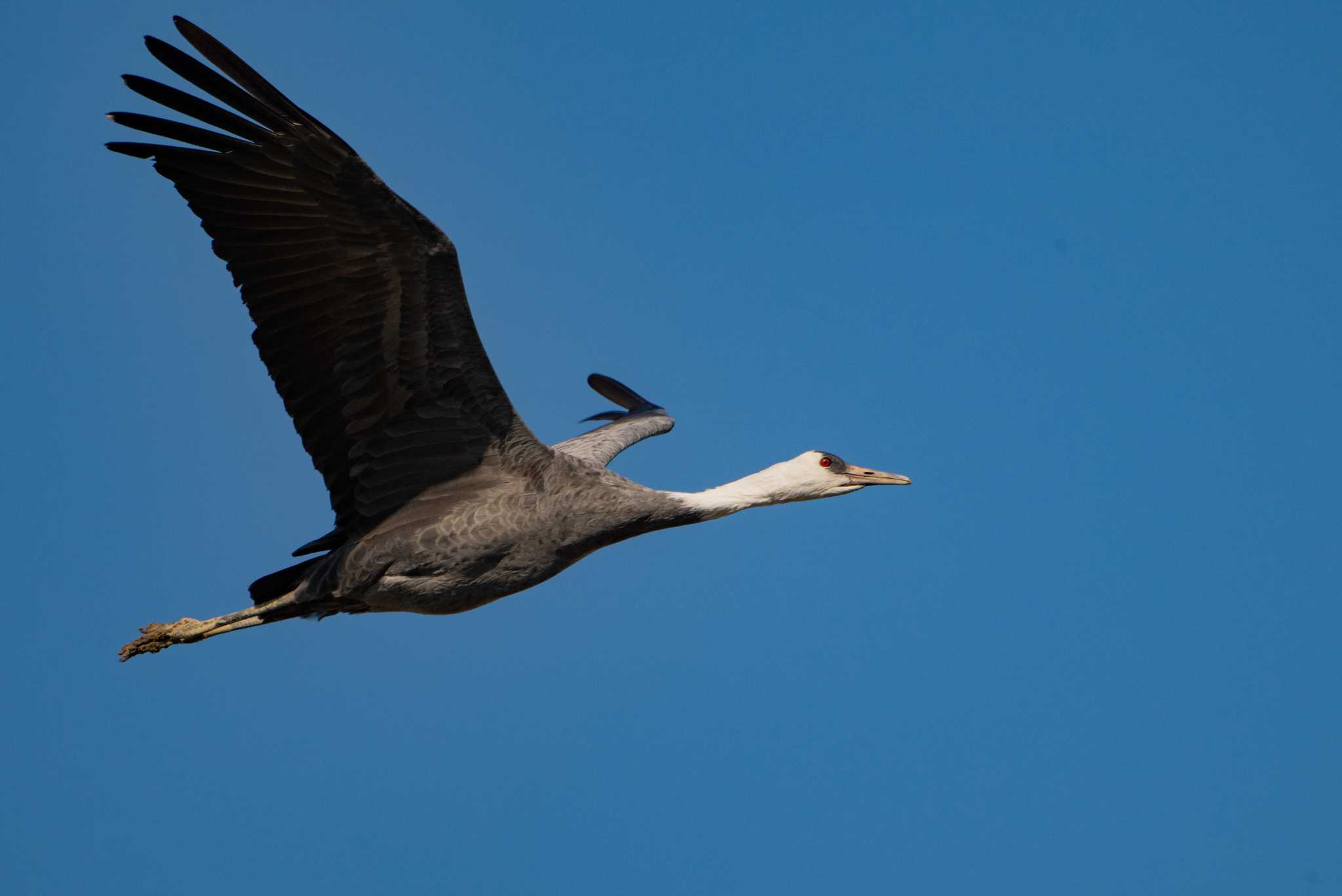 Photo of Hooded Crane at Izumi Crane Observation Center by たけし