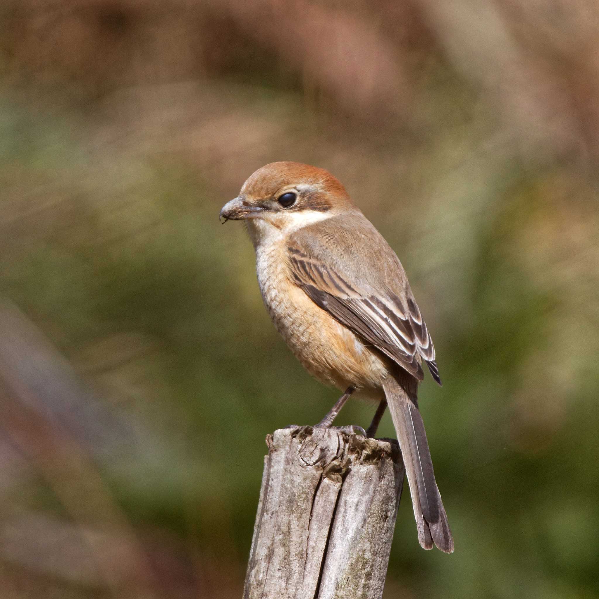 Bull-headed Shrike