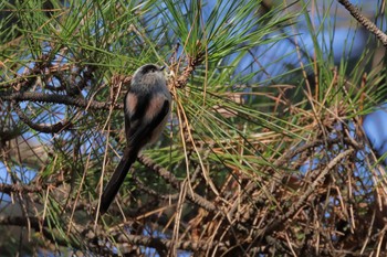 Long-tailed Tit 多摩市 Sat, 12/30/2023