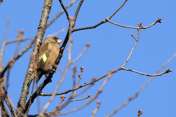 Grey-capped Greenfinch 多摩市 Sat, 12/30/2023