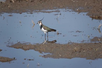 Northern Lapwing 愛知県 Sat, 12/30/2023