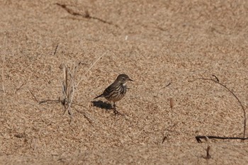 Water Pipit 愛知県 Sat, 12/30/2023