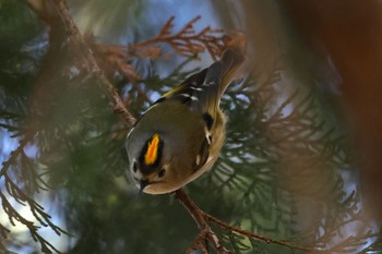 2023年12月30日(土) 片倉城跡公園の野鳥観察記録