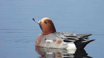 ヒドリガモ 下田公園(青森県おいらせ町) 2023年11月3日(金)