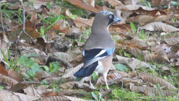 Eurasian Jay 下田公園(青森県おいらせ町) Fri, 11/3/2023