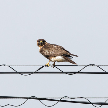 2018年2月11日(日) 本巣市の野鳥観察記録