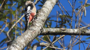 Great Spotted Woodpecker 舘野公園(青森県六戸町) Sun, 11/5/2023