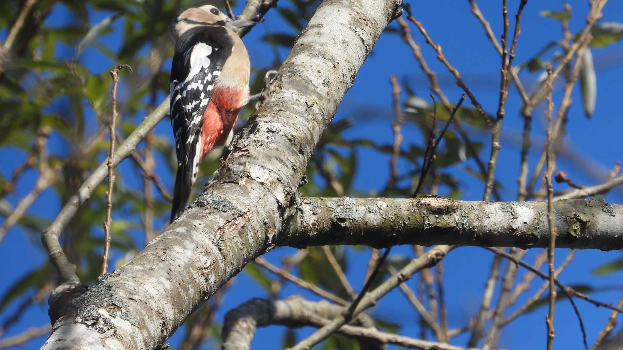 Great Spotted Woodpecker