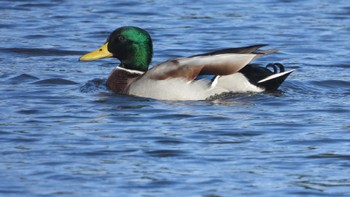 Mallard 舘野公園(青森県六戸町) Sun, 11/5/2023