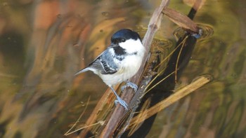 Coal Tit 舘野公園(青森県六戸町) Sun, 11/5/2023