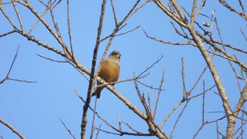 カワラヒワ 舘野公園(青森県六戸町) 2023年11月5日(日)