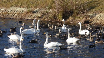 Whooper Swan 下田公園(青森県おいらせ町) Thu, 11/16/2023