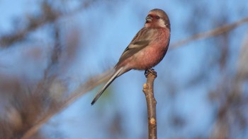 Siberian Long-tailed Rosefinch 舘野公園(青森県六戸町) Thu, 11/16/2023