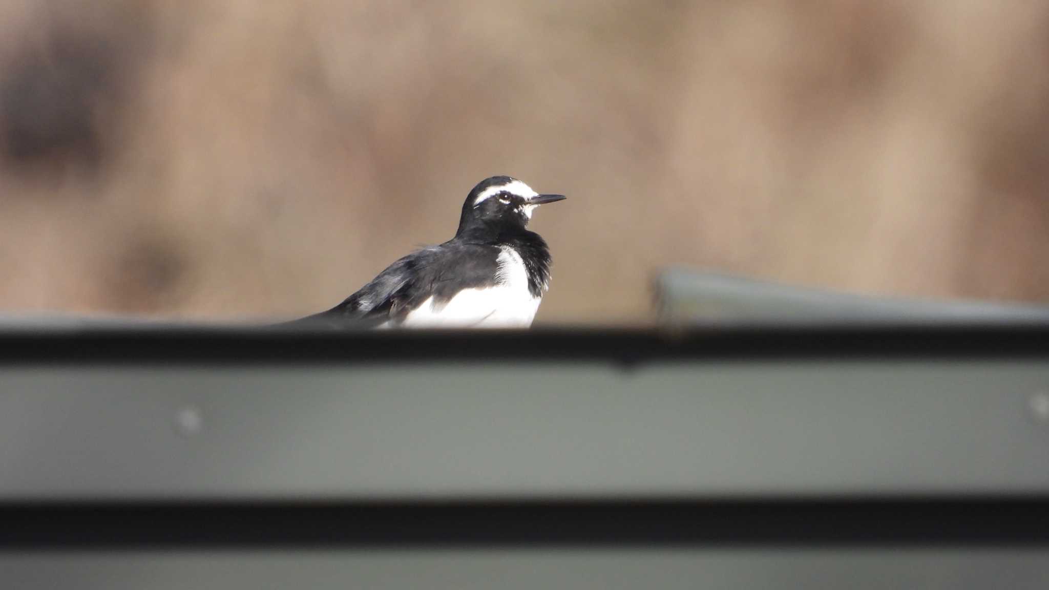 Japanese Wagtail