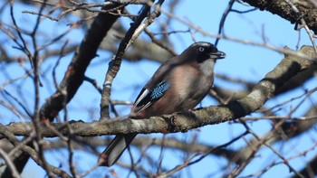 カケス 舘野公園(青森県六戸町) 2023年11月16日(木)