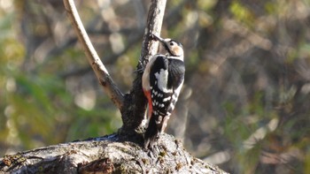 Great Spotted Woodpecker 舘野公園(青森県六戸町) Thu, 11/16/2023
