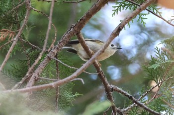 2023年12月30日(土) こども自然公園 (大池公園/横浜市)の野鳥観察記録