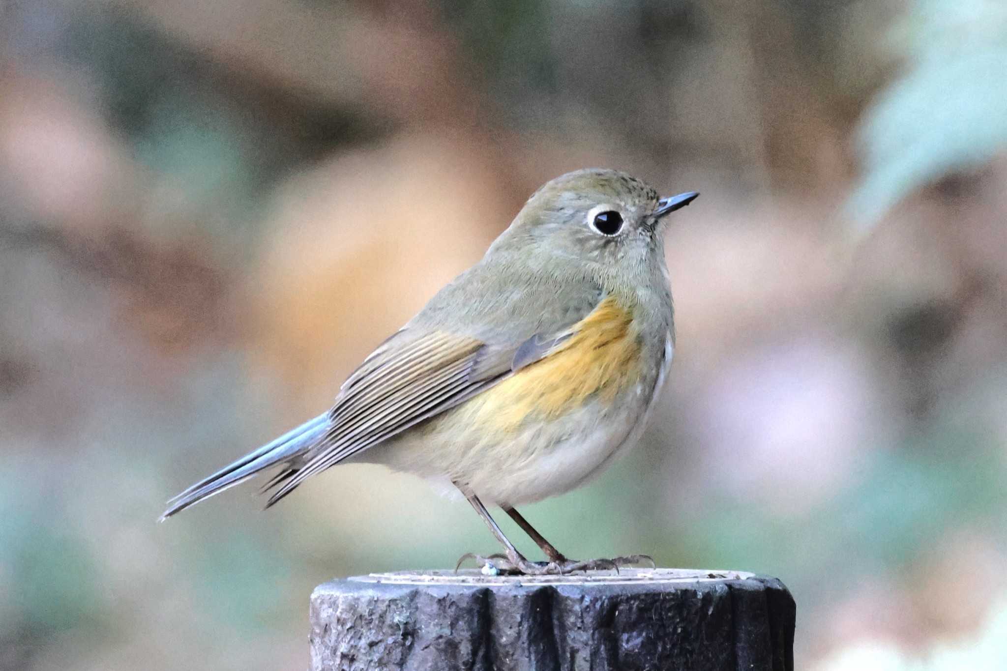 こども自然公園 (大池公園/横浜市) ルリビタキの写真 by ぼぼぼ