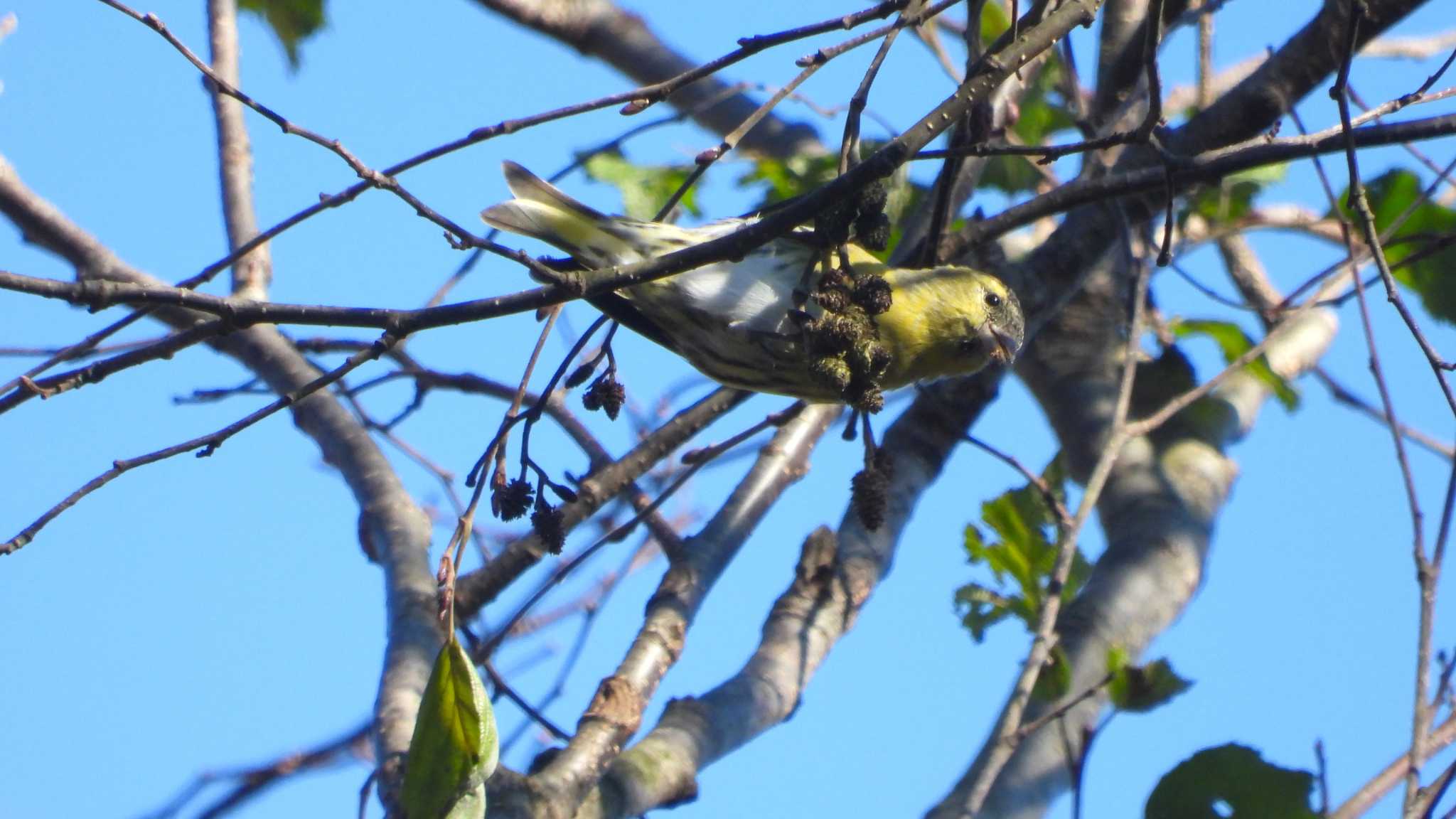 Eurasian Siskin