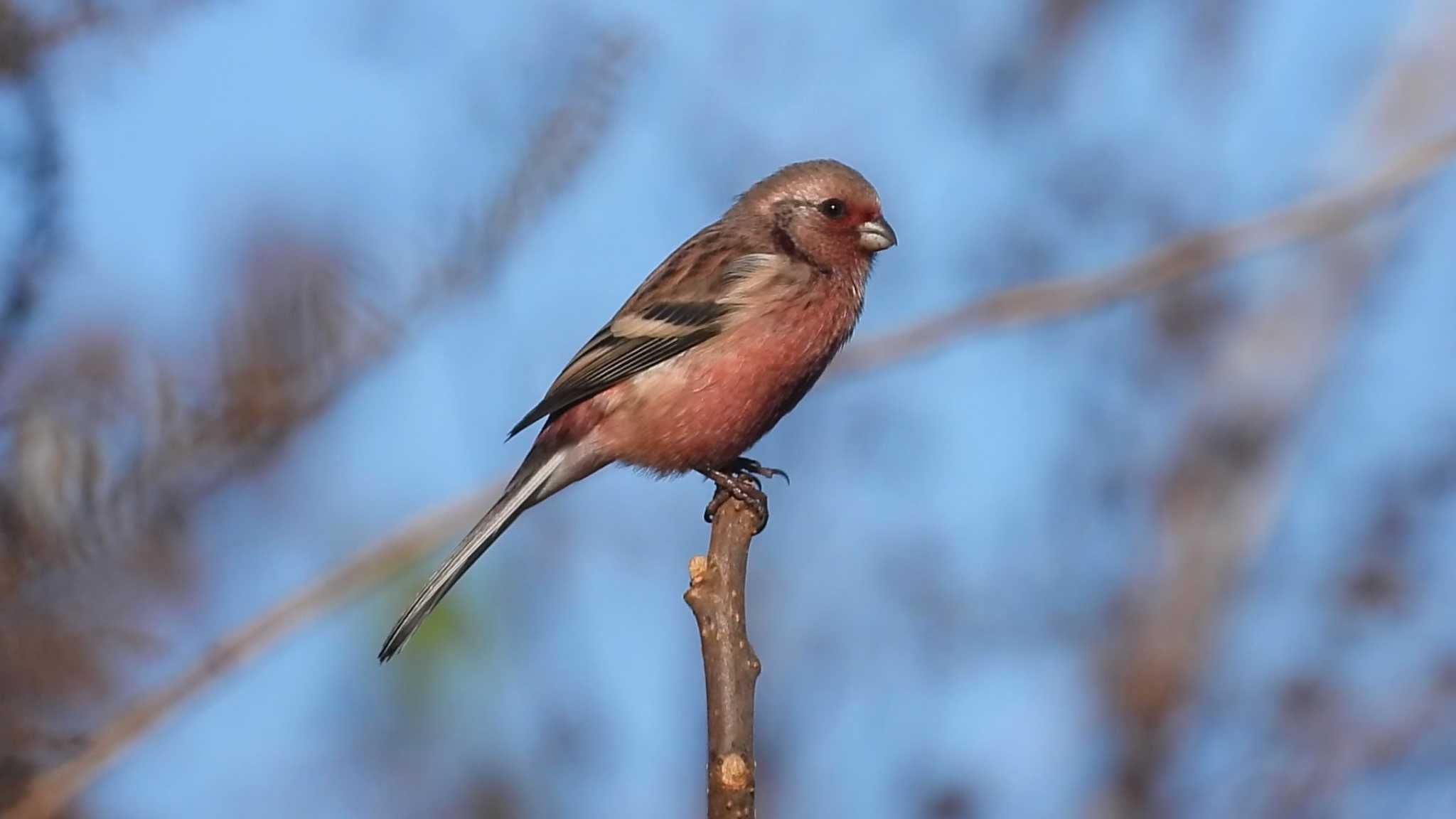 Siberian Long-tailed Rosefinch