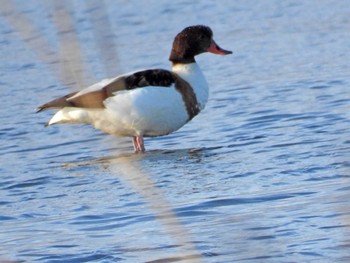 Common Shelduck 宮城県 鳥の海 Sat, 12/30/2023