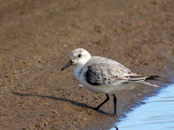 ミユビシギ 宮城県 鳥の海 2023年12月30日(土)