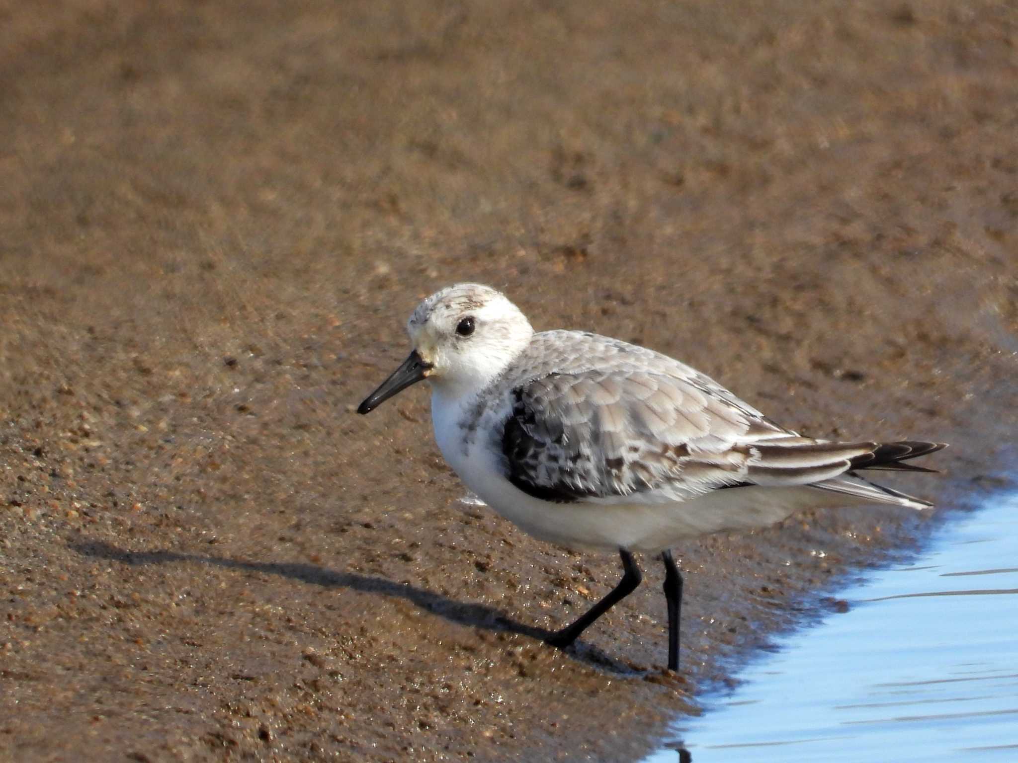 Photo of Sanderling at 宮城県 鳥の海 by くーちゃんねる