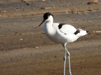 Pied Avocet 宮城県 鳥の海 Sat, 12/30/2023