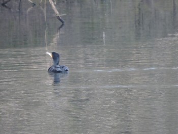 Great Cormorant 緑の文化園 Sat, 12/30/2023