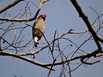 2023年12月30日(土) 緑の文化園の野鳥観察記録