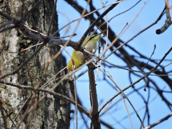 Warbling White-eye 緑の文化園 Sat, 12/30/2023