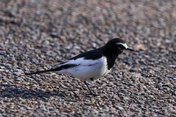 Japanese Wagtail 祖父江ワイルドネイチャー緑地 Sat, 12/30/2023