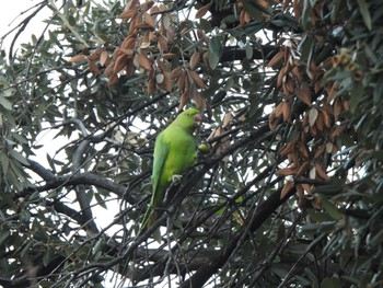 2023年12月28日(木) バルセロナ,スペインの野鳥観察記録