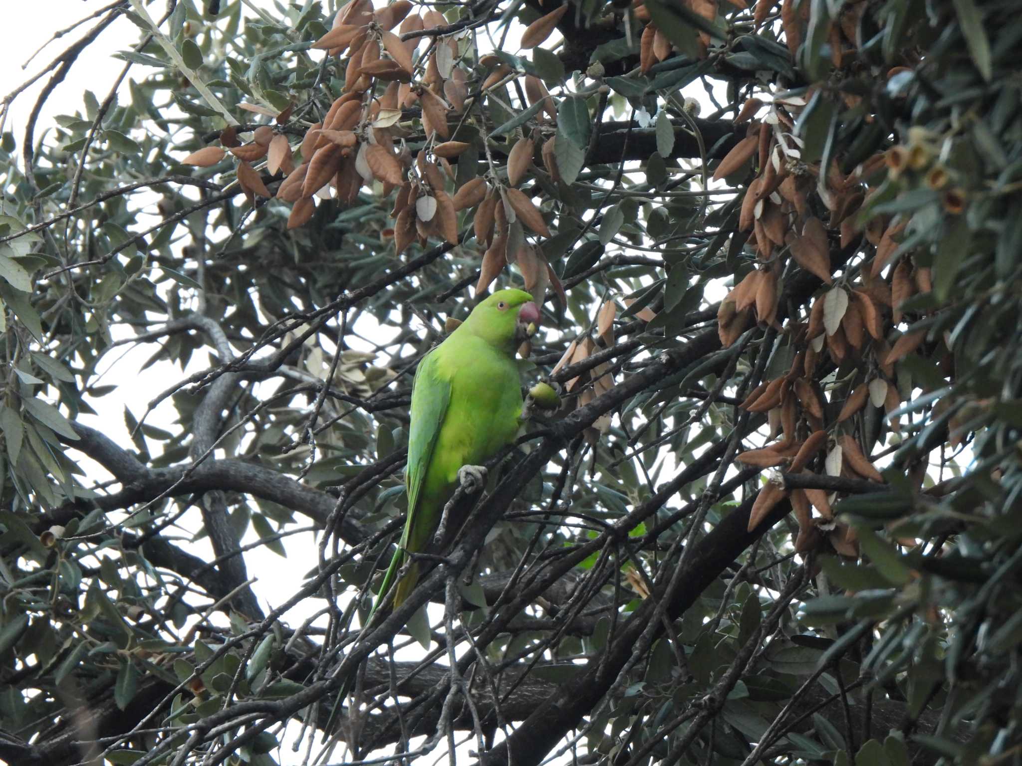 Indian Rose-necked Parakeet