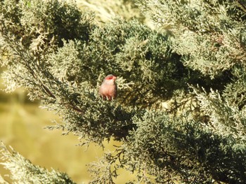 Common Waxbill バルセロナ,スペイン Thu, 12/28/2023