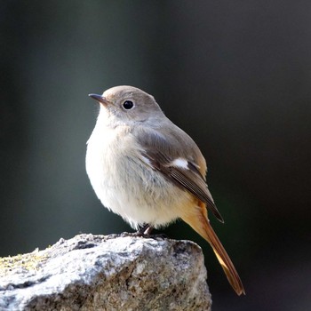 2018年2月24日(土) 岐阜公園の野鳥観察記録