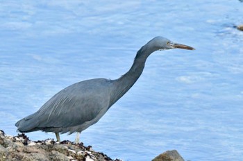 クロサギ 志賀島 2023年12月29日(金)