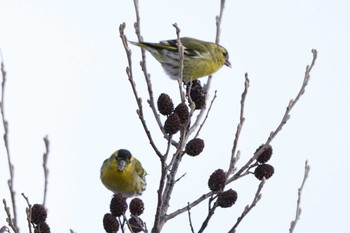 Eurasian Siskin Unknown Spots Sat, 12/30/2023