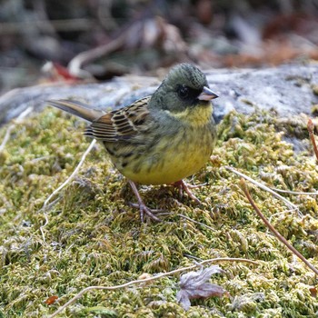 Masked Bunting 岐阜公園 Sat, 2/24/2018