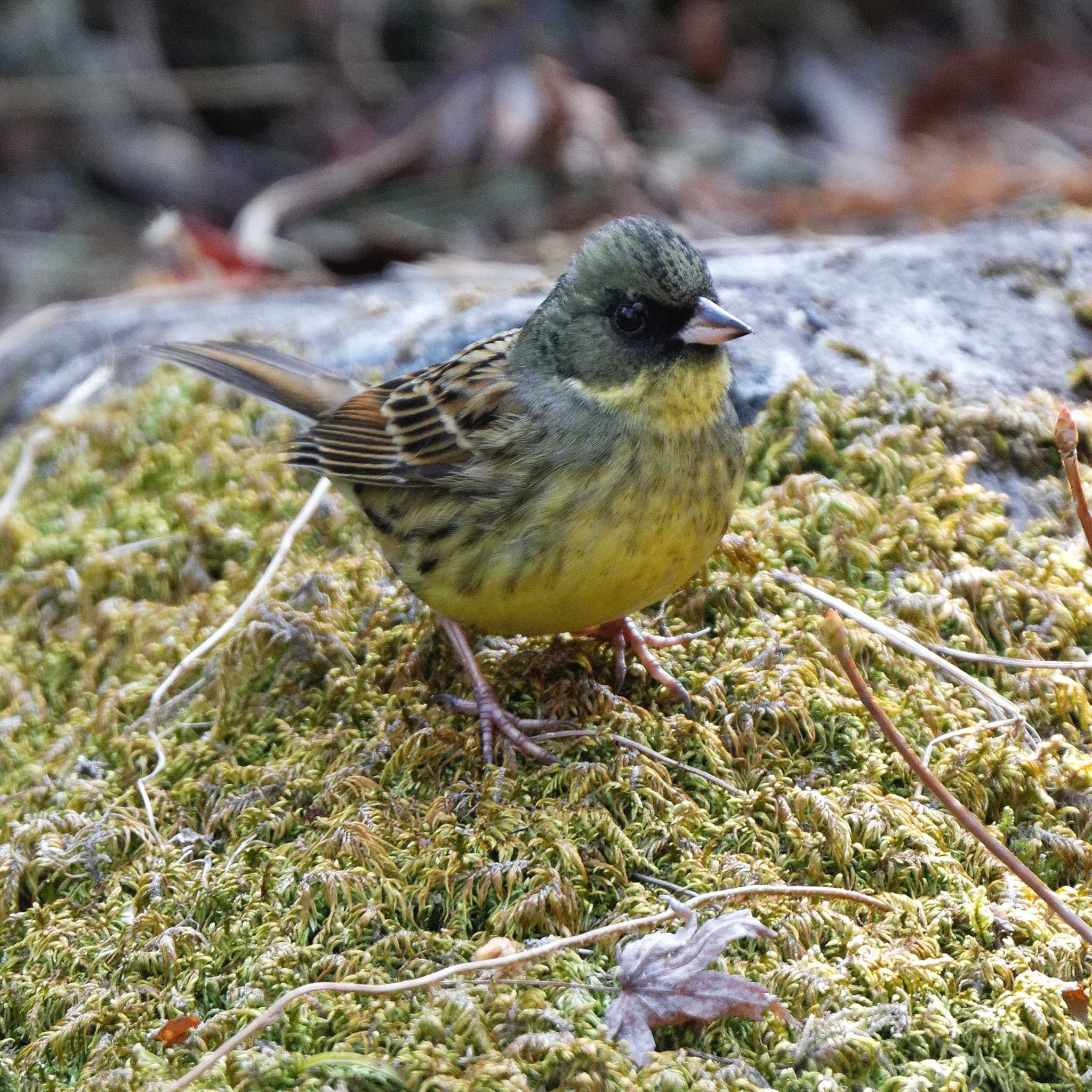 Photo of Masked Bunting at 岐阜公園 by herald