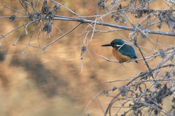 カワセミ 中里公園(寒川町) 2023年12月25日(月)