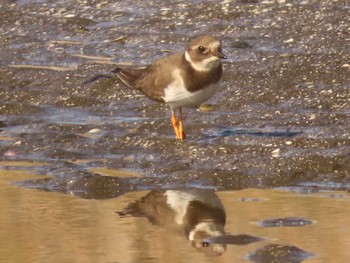 Common Ringed Plover Sambanze Tideland Fri, 12/29/2023